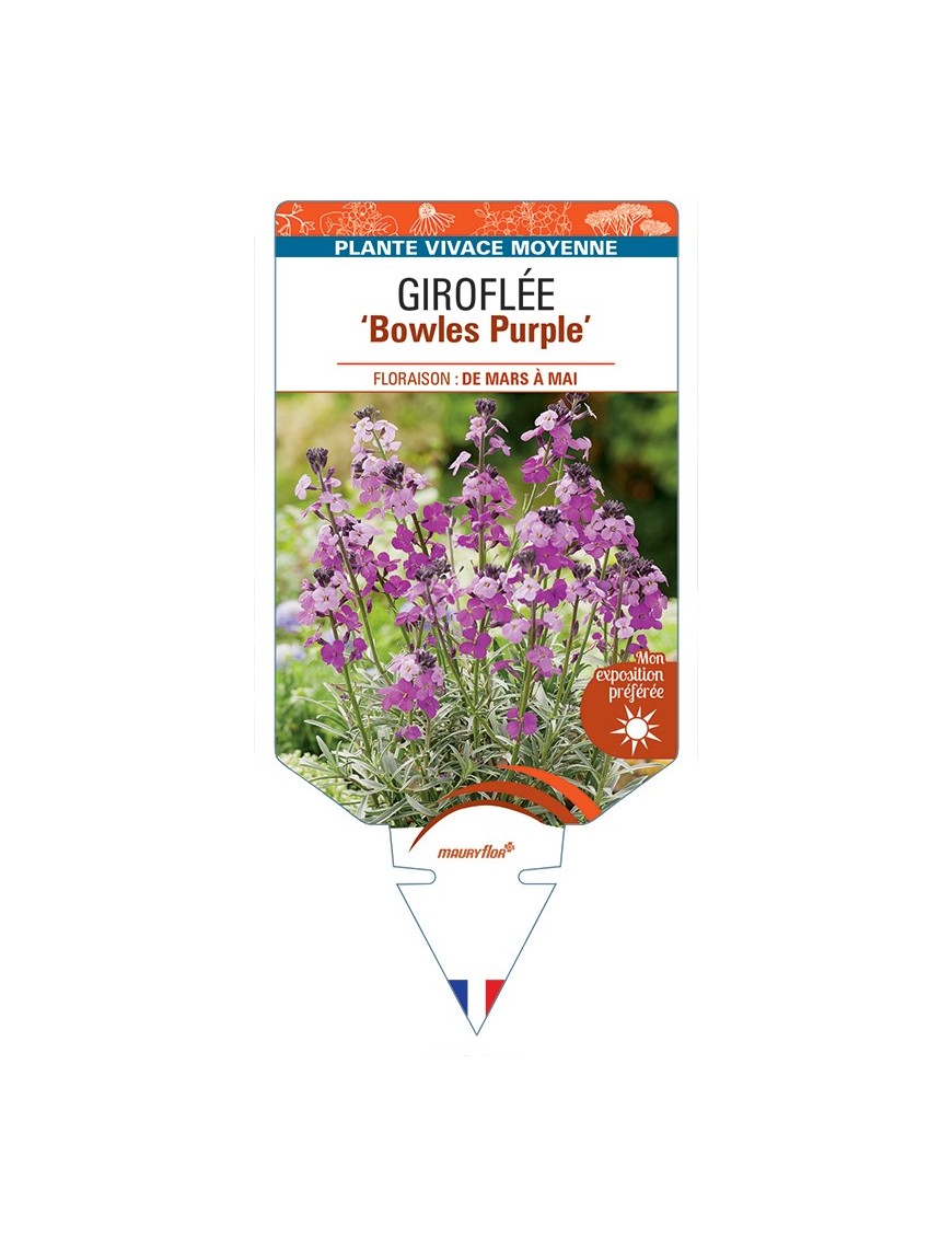 ERYSIMUM Bowles Purple voir Giroflée arbustive