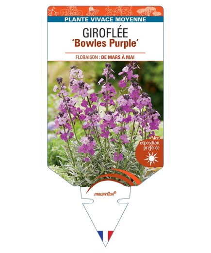 ERYSIMUM Bowles Purple voir Giroflée arbustive