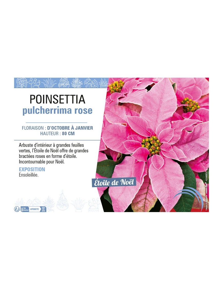 POINSETTIA PULCHERRIMA ROSE