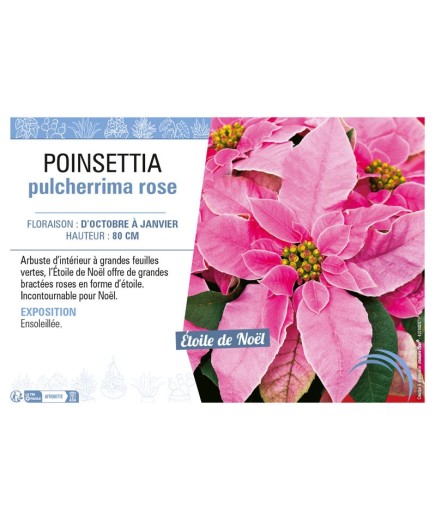 POINSETTIA PULCHERRIMA ROSE