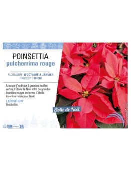 POINSETTIA PULCHERRIMA ROUGE