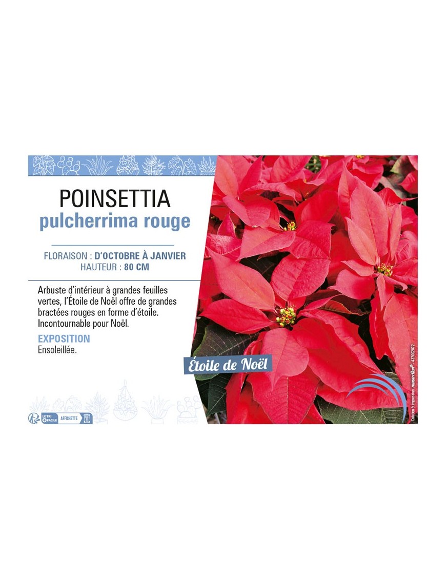 POINSETTIA PULCHERRIMA ROUGE