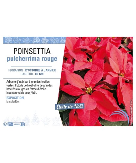 POINSETTIA PULCHERRIMA ROUGE