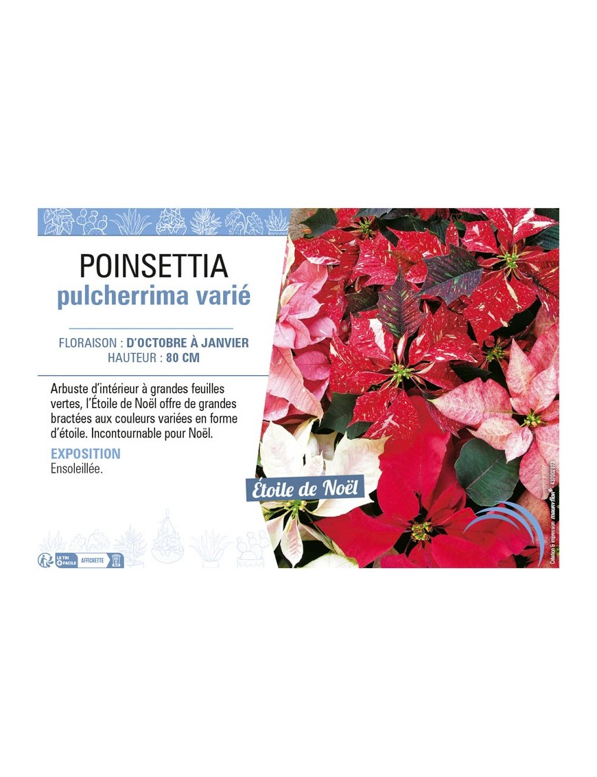 POINSETTIA PULCHERRIMA VARIÉ