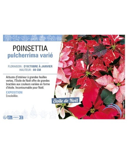 POINSETTIA PULCHERRIMA VARIÉ