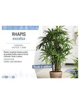 RHAPIS EXCELSA