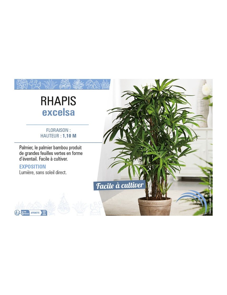 RHAPIS EXCELSA