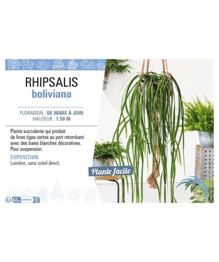 RHIPSALIS BOLIVIANA