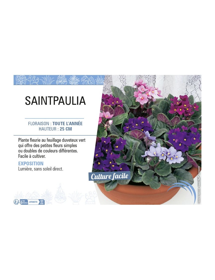 SAINTPAULIA