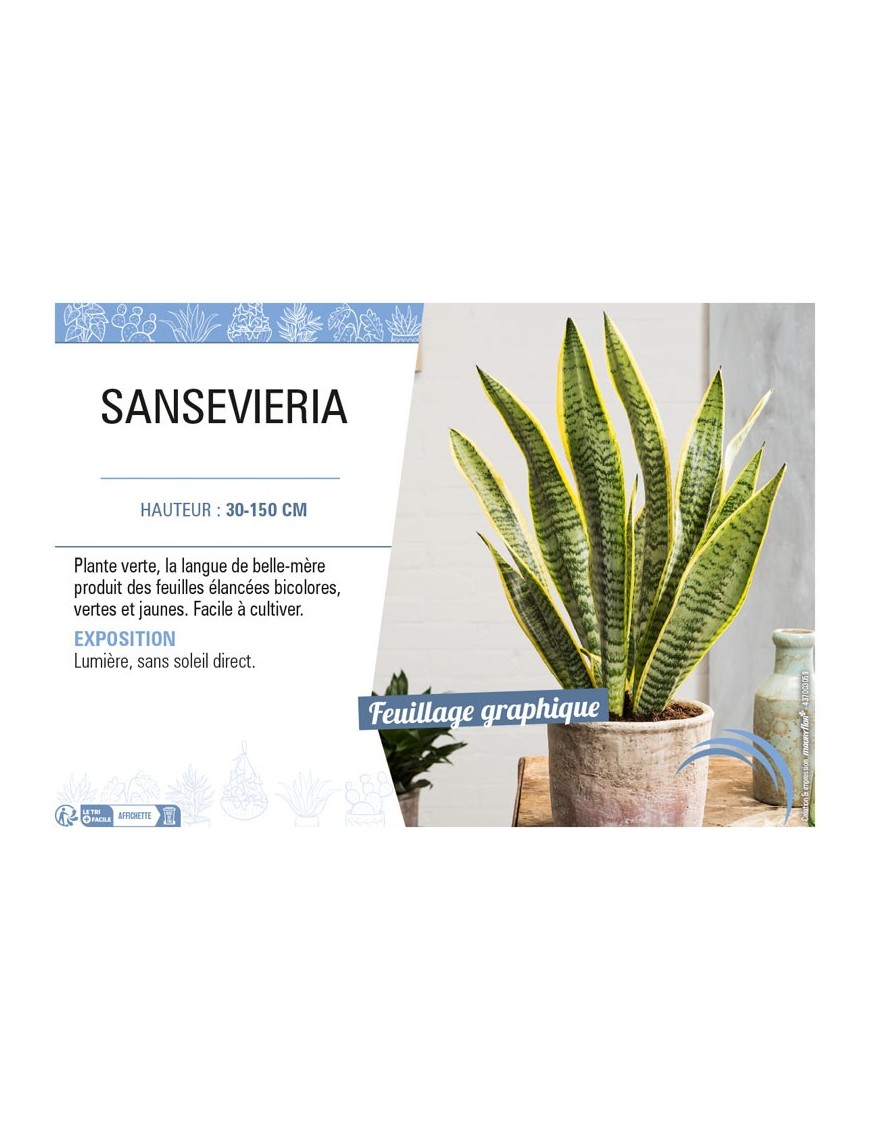 SANSEVIERIA