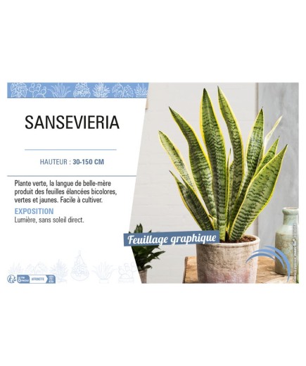 SANSEVIERIA