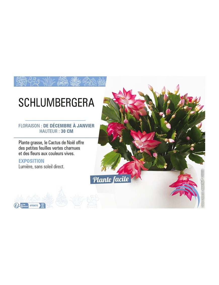 SCHLUMBERGERA