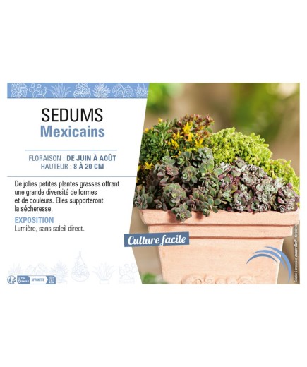 SEDUMS MEXICAINS (MIX)