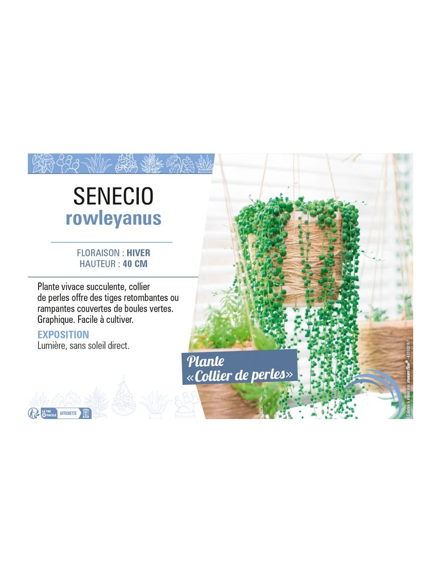 SENECIO ROWLEYANUS