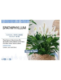 SPATHIPHYLLUM