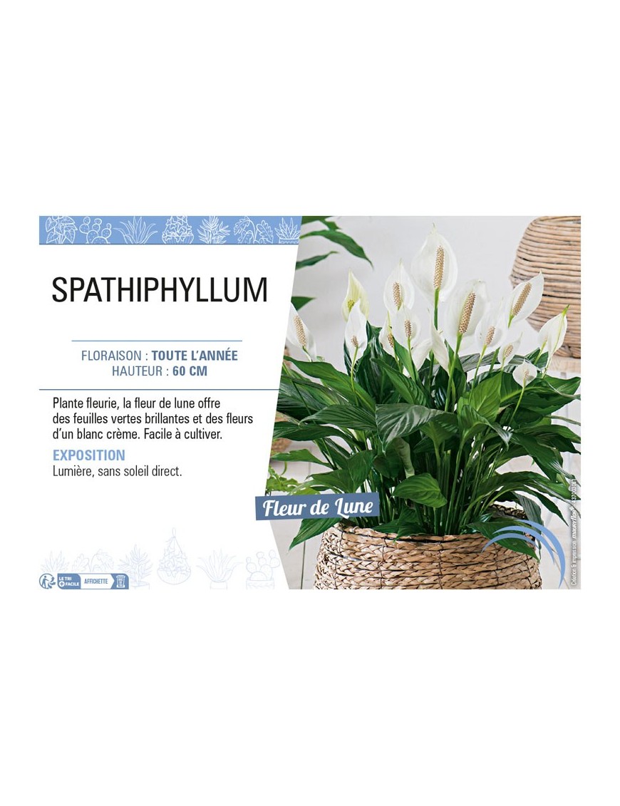 SPATHIPHYLLUM