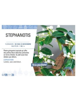 STEPHANOTIS