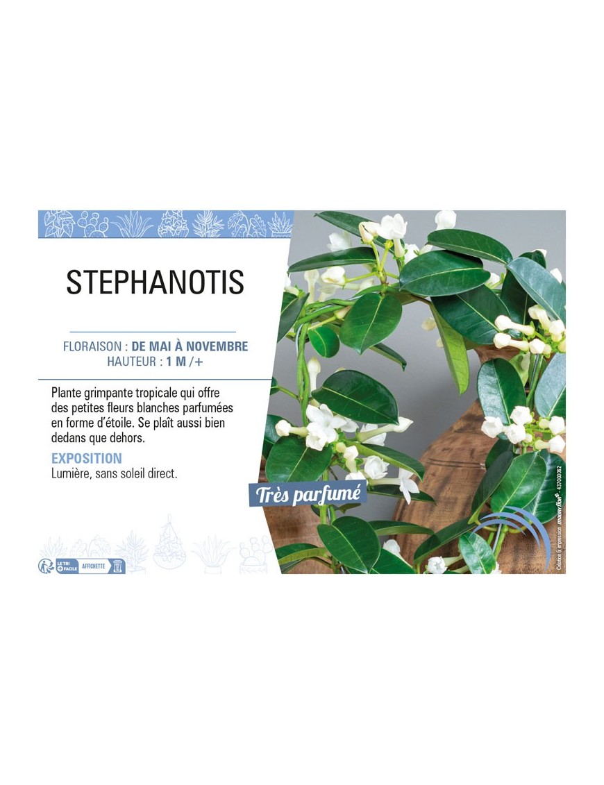 STEPHANOTIS