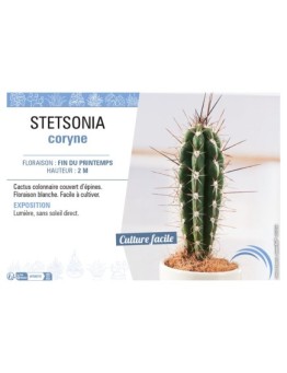 STETSONIA CORYNE
