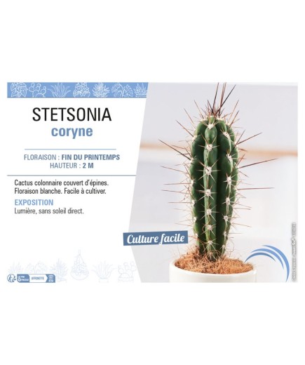 STETSONIA CORYNE