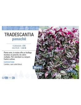 TRADESCANTIA PANACHÉ