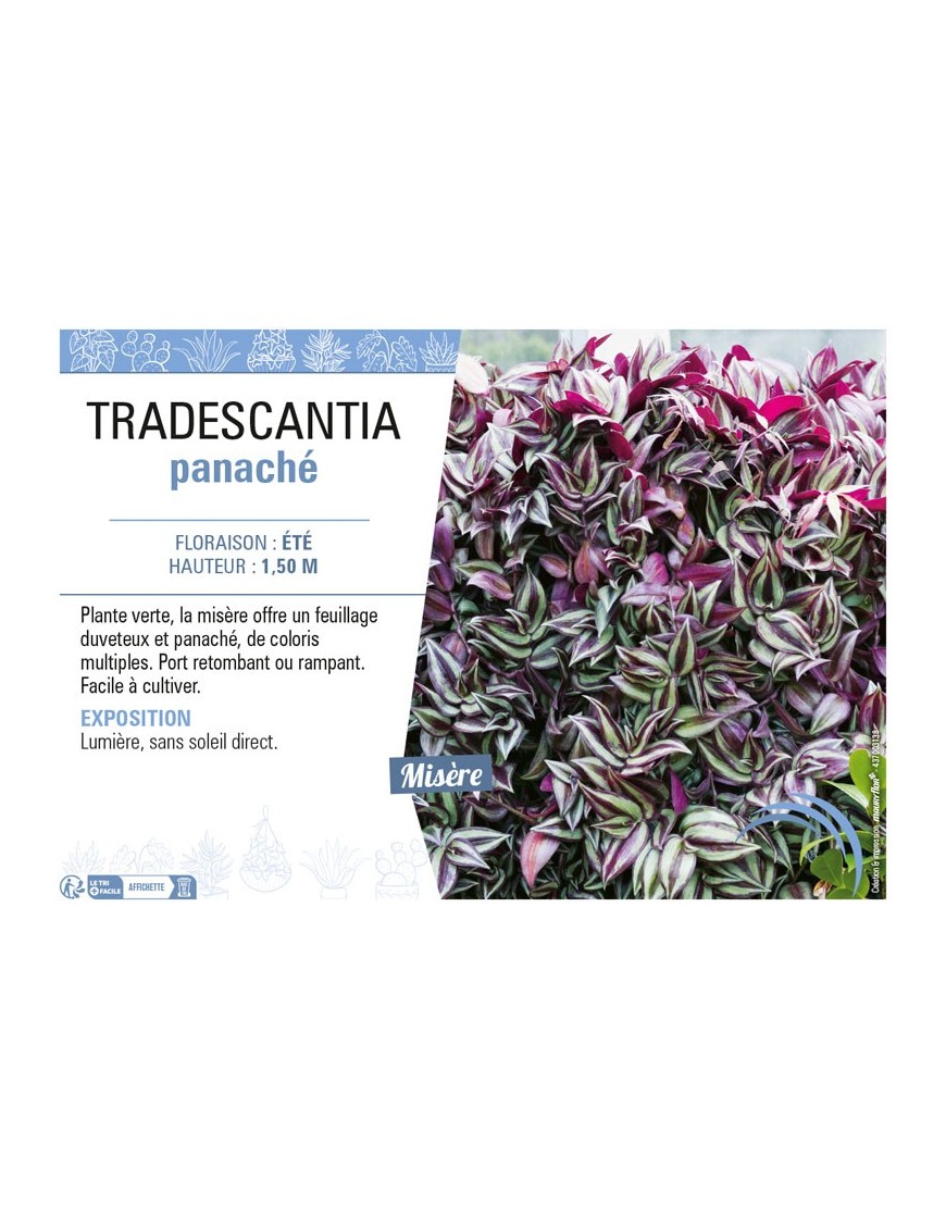 TRADESCANTIA PANACHÉ