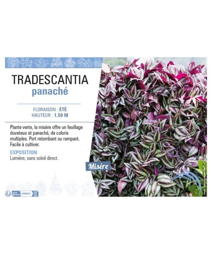 TRADESCANTIA PANACHÉ
