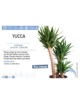 YUCCA