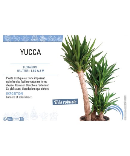 YUCCA