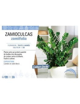 ZAMIOCULCAS ZAMIIFOLIA
