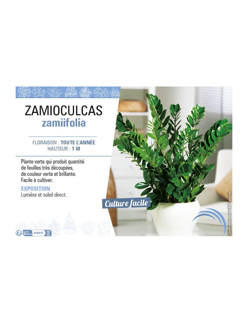 ZAMIOCULCAS ZAMIIFOLIA