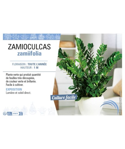 ZAMIOCULCAS ZAMIIFOLIA