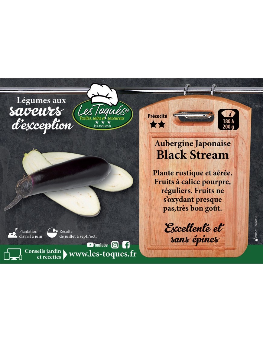 Aubergine Japonaise Black Stream