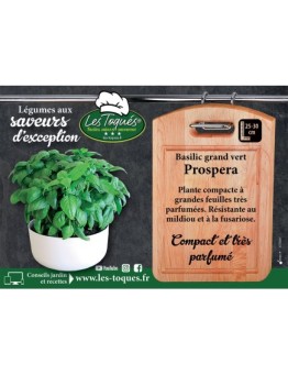Basilic grand vert Prospera