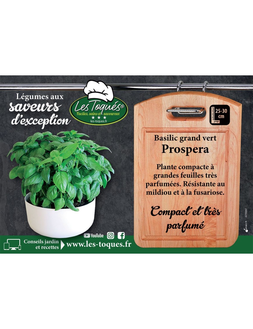 Basilic grand vert Prospera
