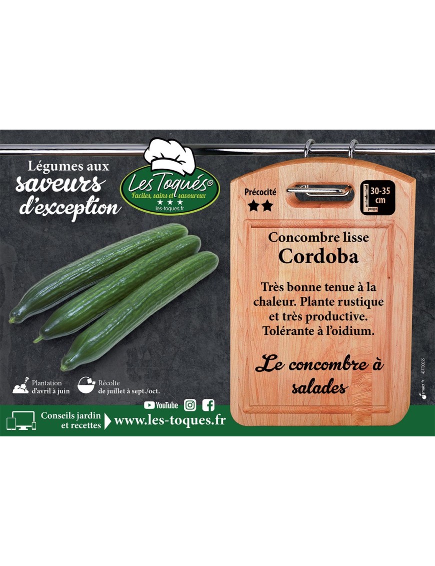 Concombre lisse Cordoba