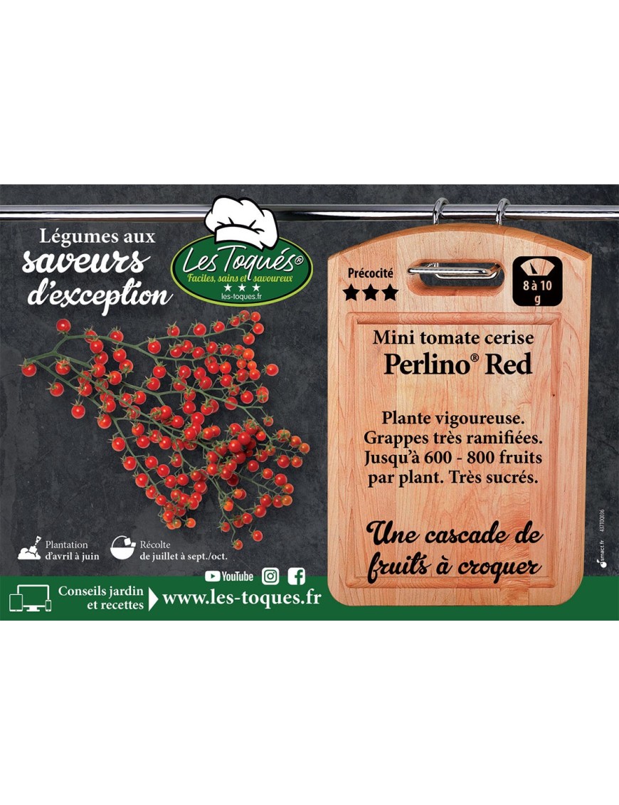 Mini Tomate cerise Perlino®  Red