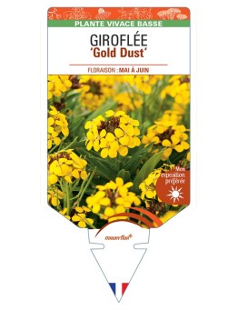 ERYSIMUM cheiri Gold Dust voir Giroflée