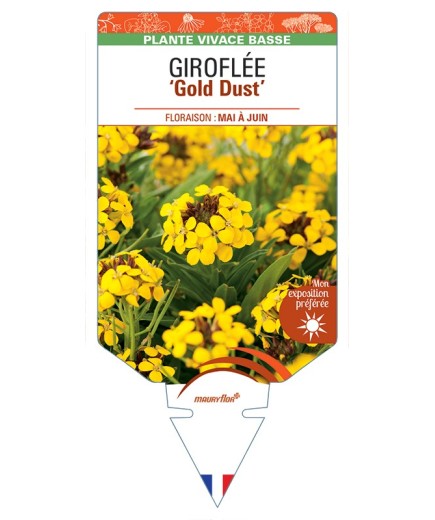 ERYSIMUM cheiri Gold Dust voir Giroflée