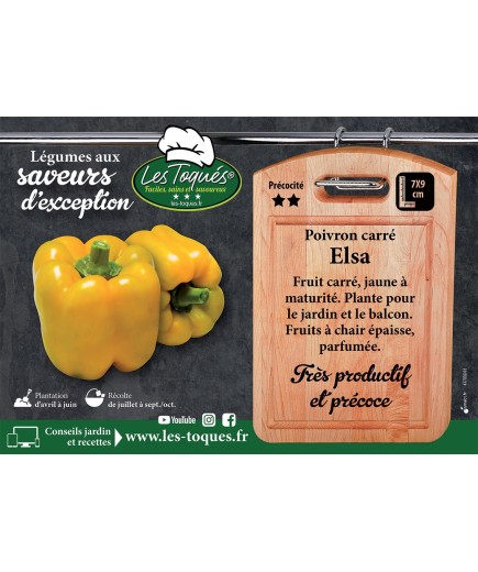 Poivron carré Elsa