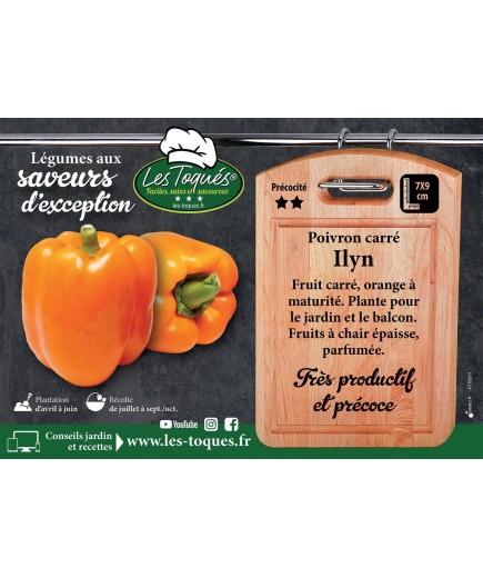 Poivron carré Ilyn