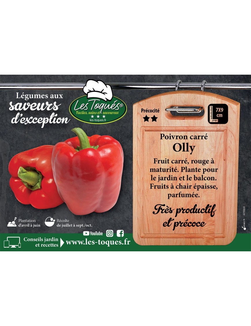 Poivron carré Olly