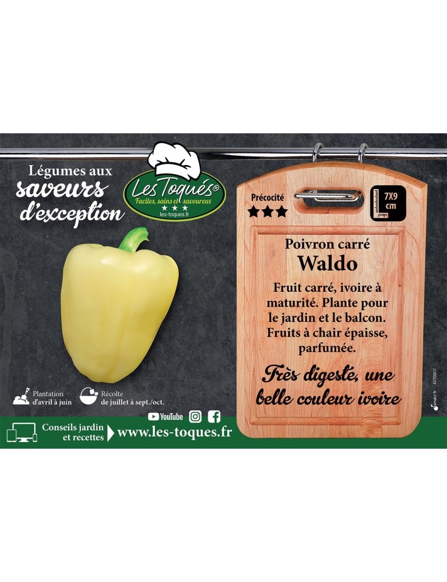 Poivron carré Waldo