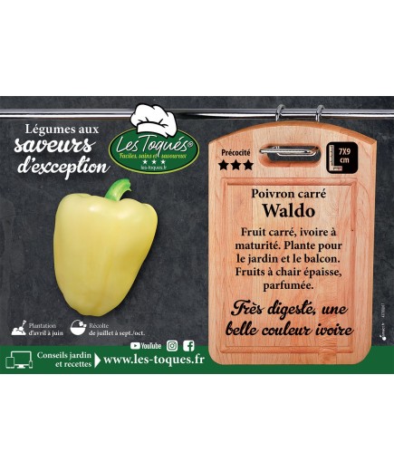 Poivron carré Waldo