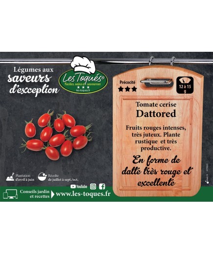 Tomate cerise Dattored