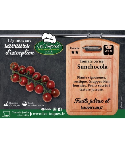 Tomate cerise Sunchocola