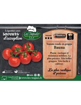 Tomate ronde en grappe Bauna