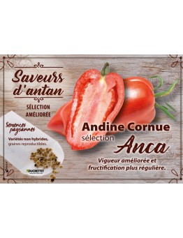 Tomate Andine Cornue sélection Anca