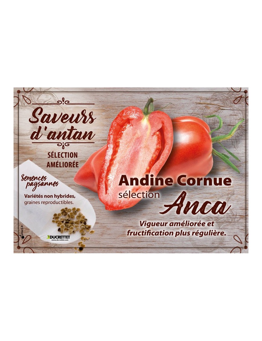 Tomate Andine Cornue sélection Anca