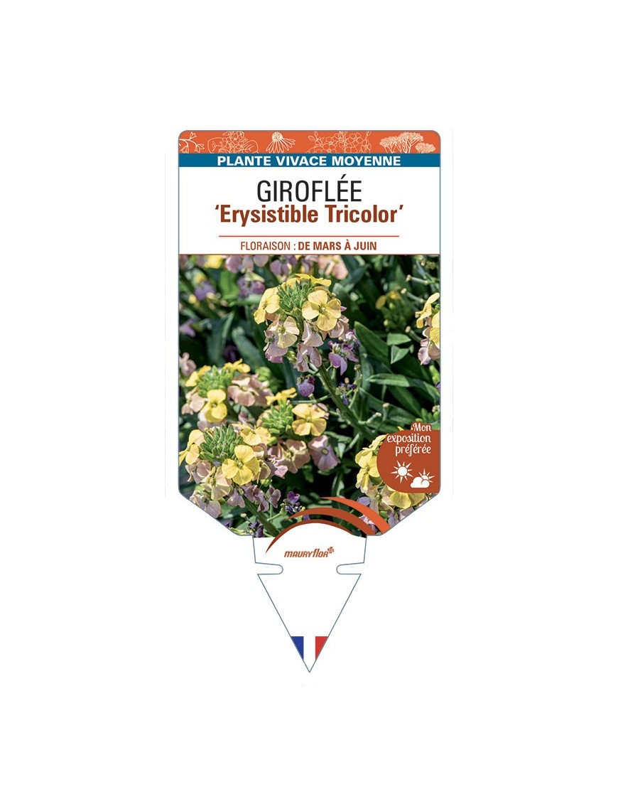 ERYSIMUM Erysistible Tricolor voir Giroflée